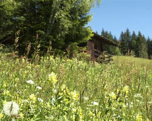 Sommerpanorama auf der fengtirolis-Alm im Zillertal